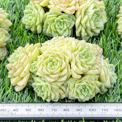 新入荷 大人気 多肉植物 エケベリア ホワイトスワン群生 大株 超美苗