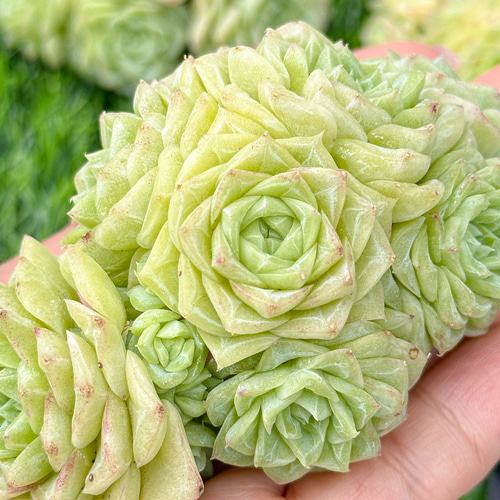 多肉植物 エケベリア 白鳳hyb 超大群生　抜き苗 多肉植物 エケベリア 白鳳hyb 超大群生 抜き苗