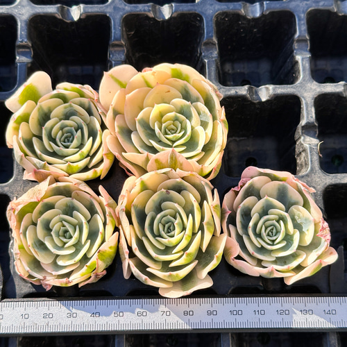 年末年始販売会 大人気 多肉植物 エケベリア ルノーディーン錦 超美苗