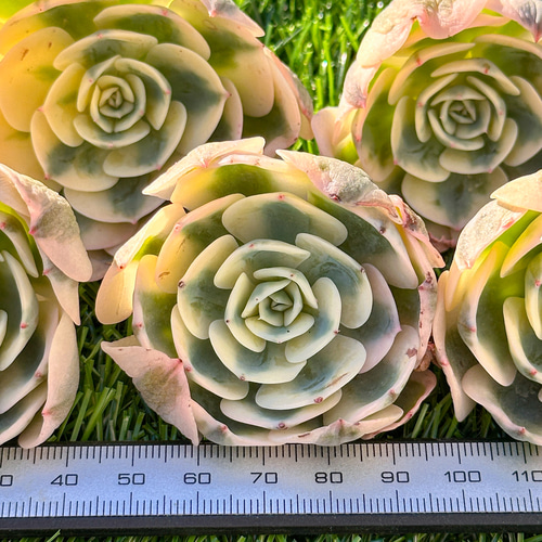 ポ*ポ様 6004新入荷　ルノーディーン錦　エケベリア　多肉植物　撮影1月10日 A1526新入荷 ルノーディーン錦 エケベリア 多肉植物 撮影5月11 - メルカリ