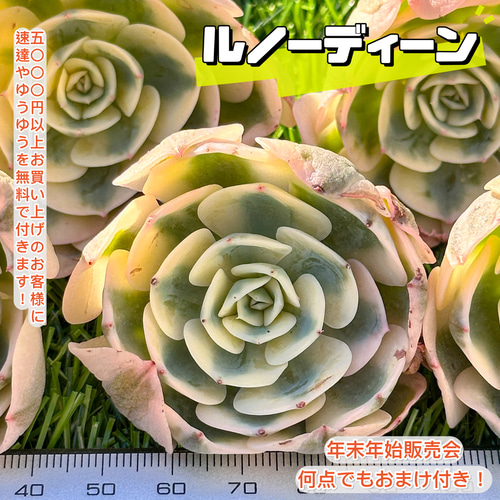 年末年始販売会 大人気 多肉植物 エケベリア ルノーディーン錦 超美苗 