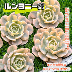 年末年始販売会 大人気 多肉植物 エケベリア ルンヨニー錦 超美苗 レア
