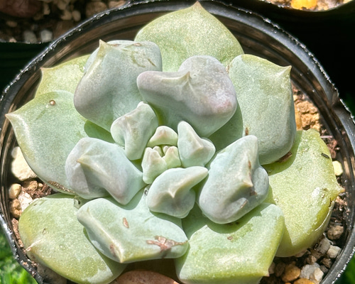 新入荷 大人気 多肉植物 エケベリア スーパーミルク 超美苗 レア