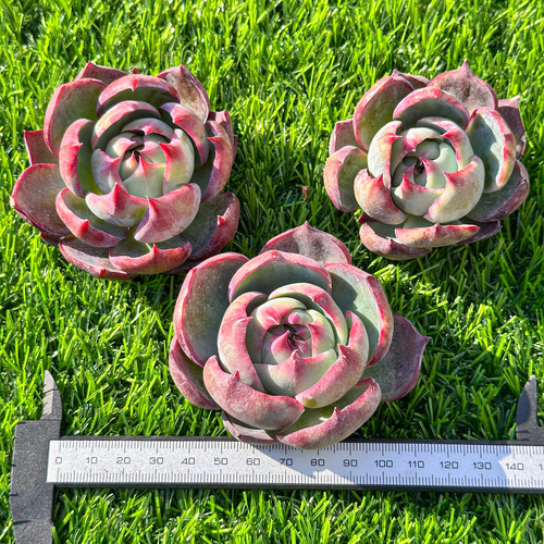 年末年始販売会 大人気 多肉植物 エケベリア カシオ 超美苗 レア種  