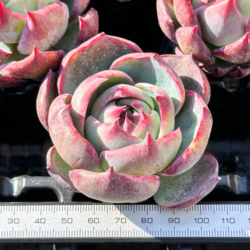 年末年始販売会 大人気 多肉植物 エケベリア カシオ 超美苗 レア種  