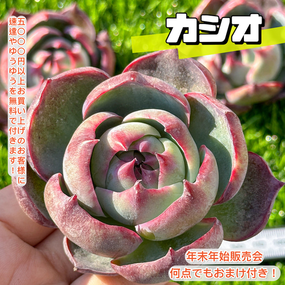 年末年始販売会 大人気 多肉植物 エケベリア カシオ 超美苗 レア種  