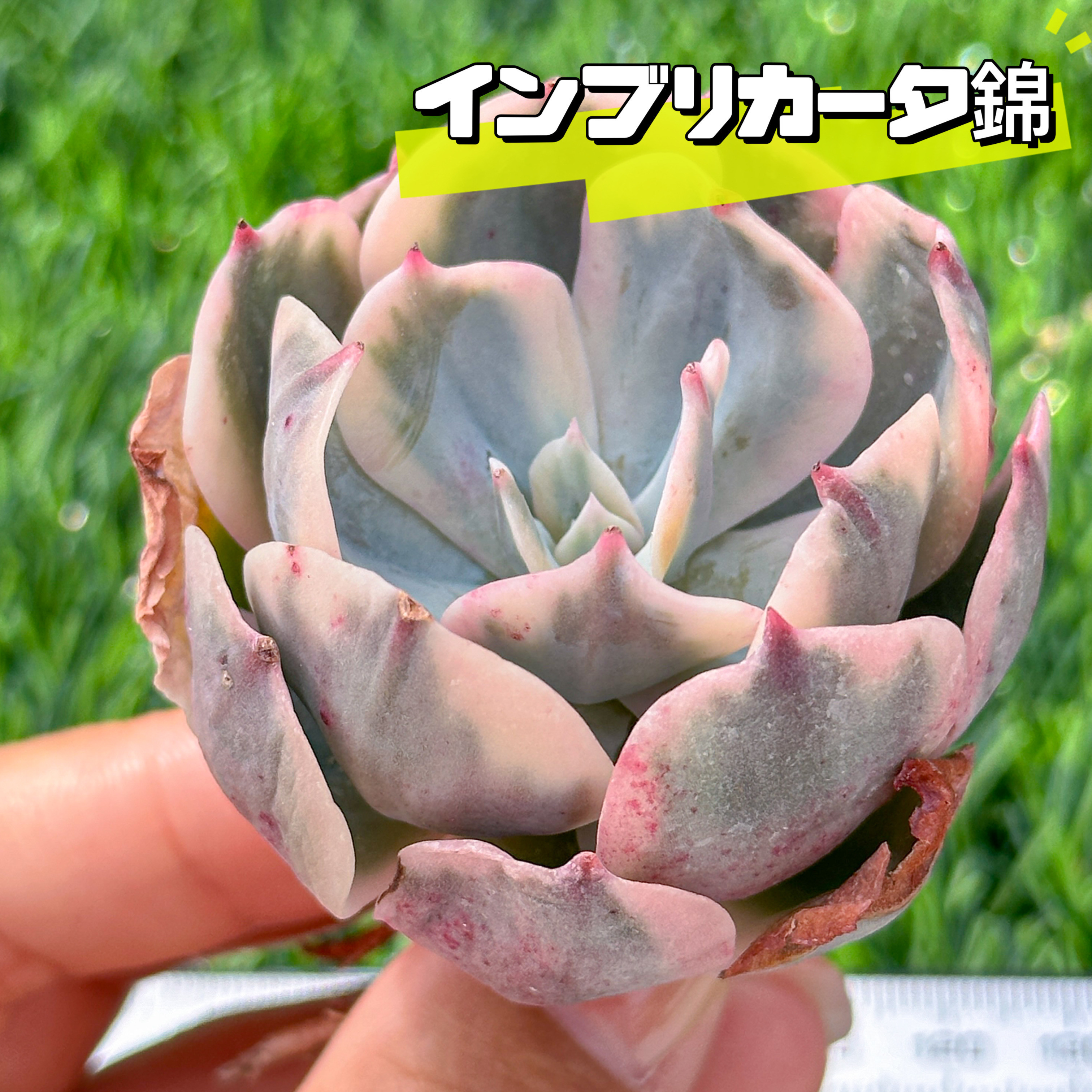 新入荷 大人気 多肉植物 エケベリア インブリカーター錦 超美苗