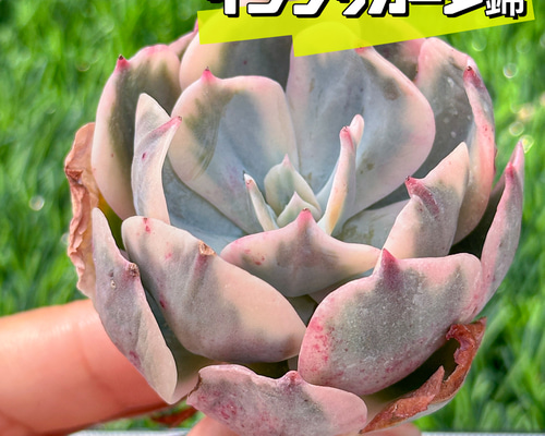 新入荷 大人気 多肉植物 エケベリア インブリカーター錦 超美苗
