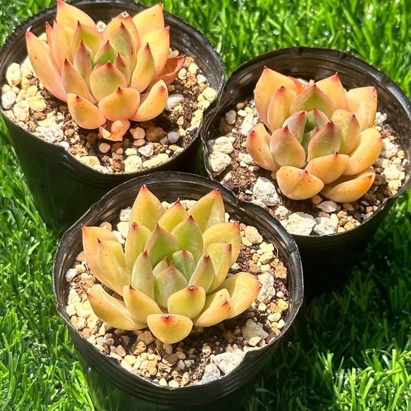新入荷 大人気 多肉植物 エケベリア 紅香妃 超美苗 レア種 多肉植物 