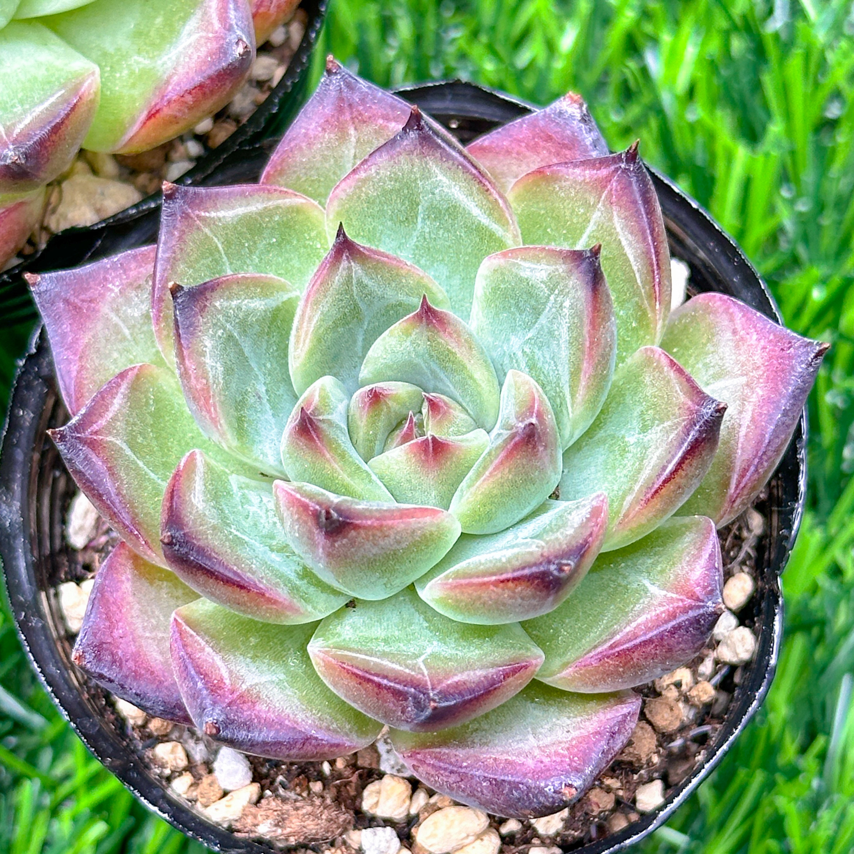 現品限り 多肉植物 大人気 スターファイヤー レア種 ゆうゆう発送 超美苗