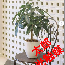 光触媒 人工観葉植物 ウォールグリーン フェイクグリーン モンステラ75