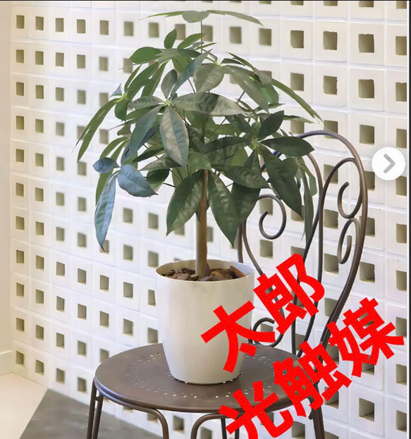 光触媒 人工観葉植物 ウォールグリーン フェイクグリーン パキラ72