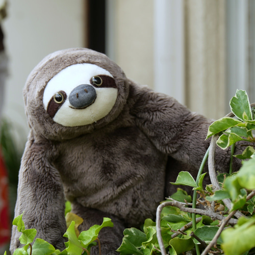 ちょっと大きい色違いのナマケモノ＊スムース(2ヶ月以内発送