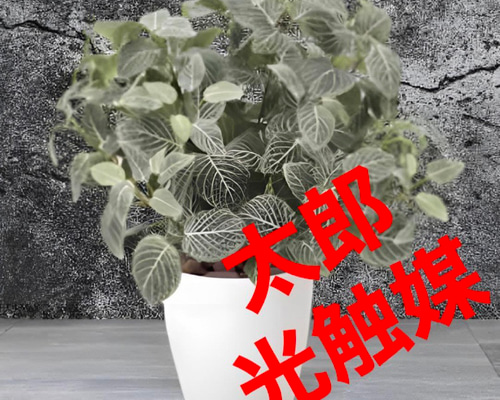 光触媒 人工観葉植物 ウォールグリーン フェイクグリーン フィットニア