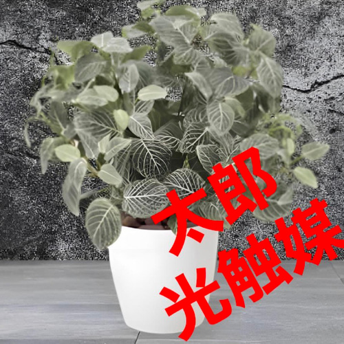 光触媒　人工観葉植物　ウォールグリーン　フェイクグリーン　フィットニアM 光触媒 人工観葉植物 ウォールグリーン フェイクグリーン フィットニア
