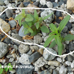 種　　金魚草　　自家採取　一般的な普通の金魚草 2枚目の画像