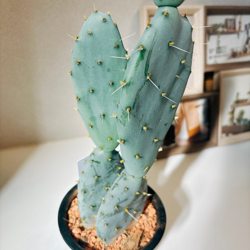 現品］5番 サボテン 大丸盆 3号 観葉植物 多肉植物 かわいい