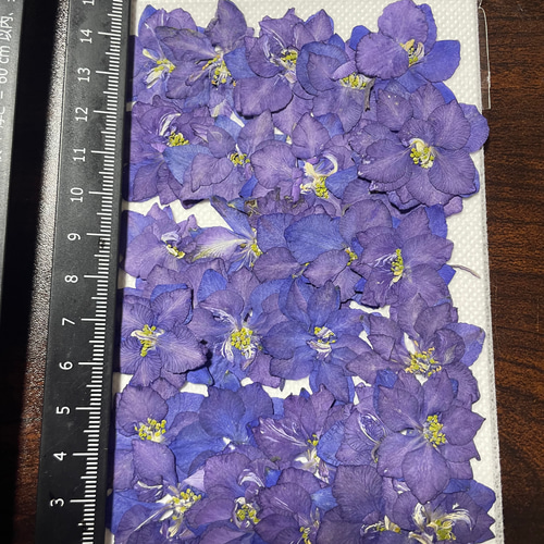 押絵  花菖蒲 ハントメイド インテリア アンティーク 鳥 押し花千鳥草30枚 その他素材 花mizuki 通販 17604974｜Creema