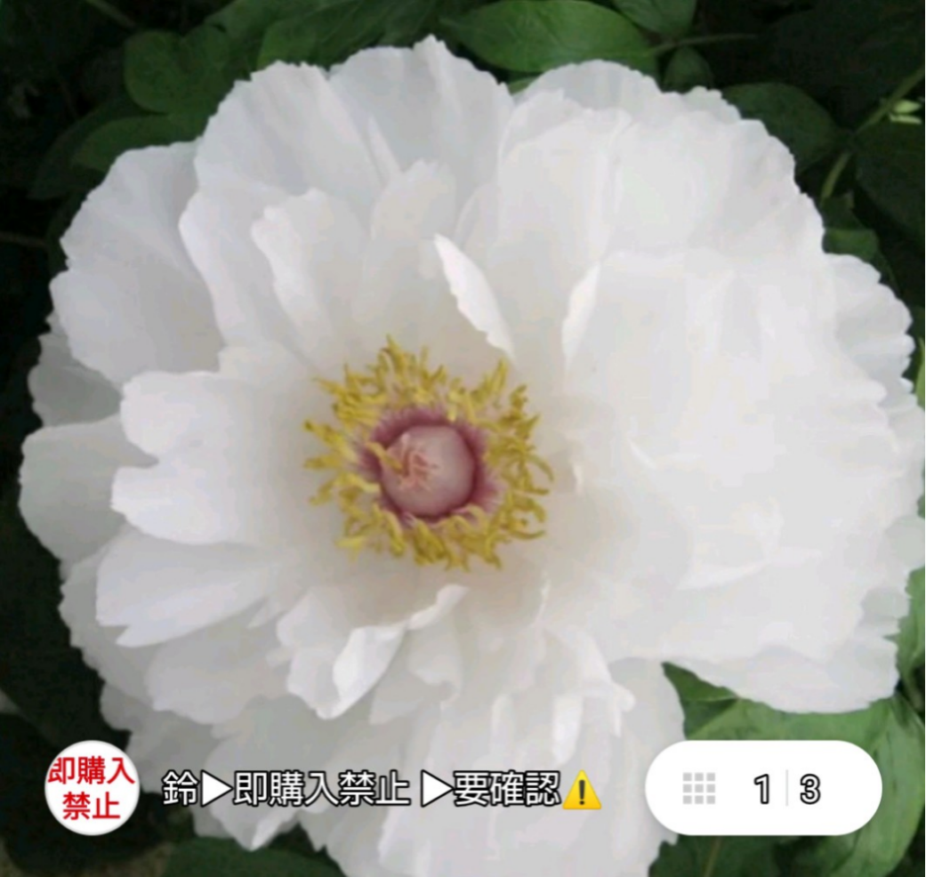 百花の王 牡丹【連鶴】半抱え八重咲きの真っ白な牡丹 最も好まれる白牡丹 鶴岡八幡宮鎌倉牡丹