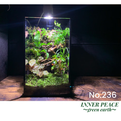 No.294 苔アート 苔テラリウム 完成品 テラリウム ✴︎green No.294 苔アート 苔テラリウム 完成品 テラリウム ✴︎green