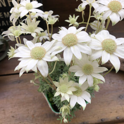 天使のウィンク♡フランネルフラワー♡真っ白の花 8枚目の画像