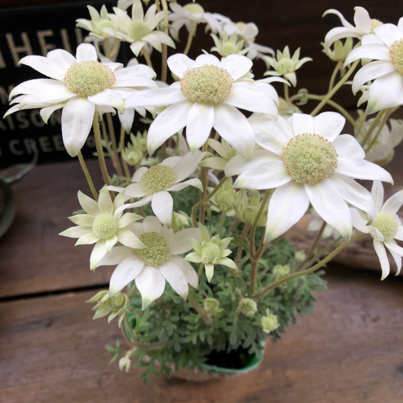 天使のウィンク♡フランネルフラワー♡真っ白の花 14枚目の画像