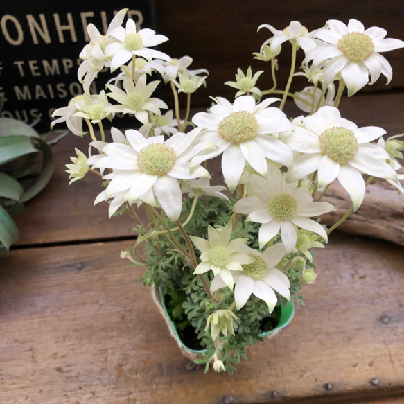 天使のウィンク♡フランネルフラワー♡真っ白の花 12枚目の画像