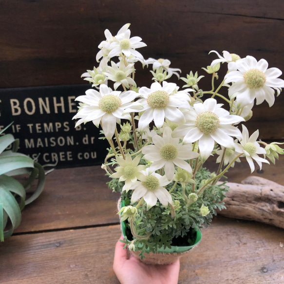 天使のウィンク♡フランネルフラワー♡真っ白の花 9枚目の画像