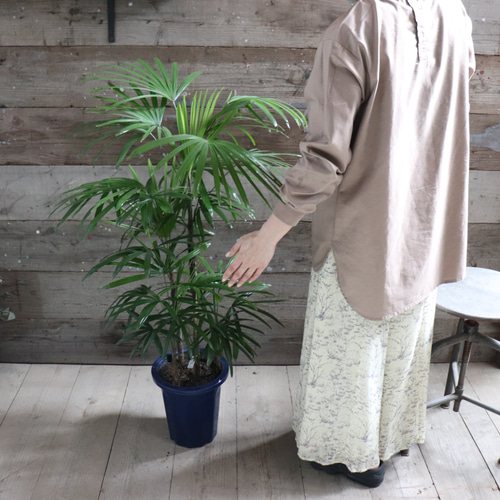 シュロチク♡ 棕櫚竹♡縁起物♡風水♡観葉植物♡インテリア