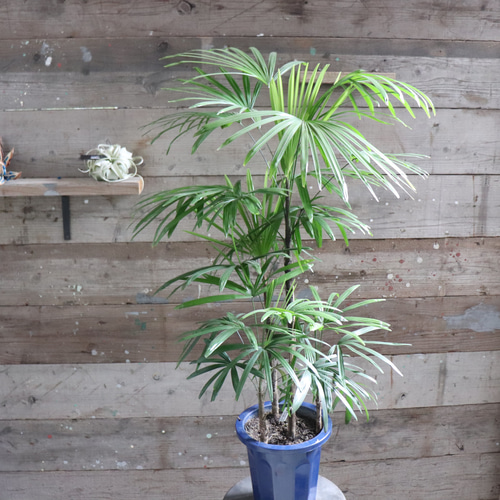 シュロチク♡ 棕櫚竹♡縁起物♡風水♡観葉植物♡インテリア