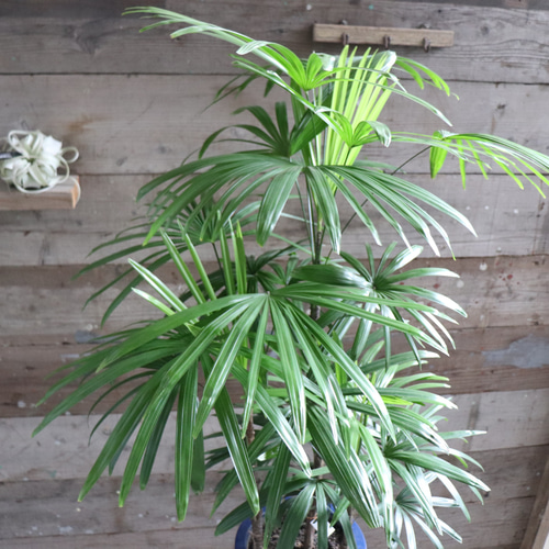 シュロチク♡ 棕櫚竹♡縁起物♡風水♡観葉植物♡インテリア アート