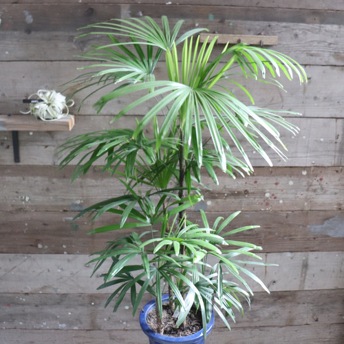 シュロチク♡ 棕櫚竹♡縁起物♡風水♡観葉植物♡インテリア アート