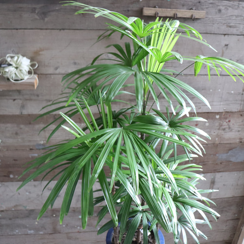 観葉植物 大型 シュロチク（棕櫚竹） / 10寸・約W110×H150～170cm