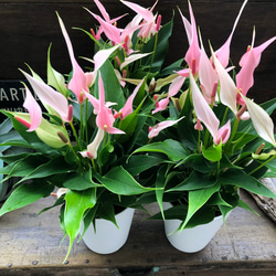 リリー♡アンスリウム♡観葉植物♡ピンクの花♡インテリア 14枚目の画像