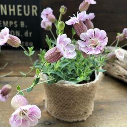 シェルピンク♡風船の花♡シレネ♡宿根 6枚目の画像