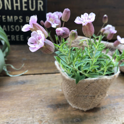 シェルピンク♡風船の花♡シレネ♡宿根 10枚目の画像