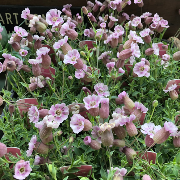 シェルピンク♡風船の花♡シレネ♡宿根 13枚目の画像