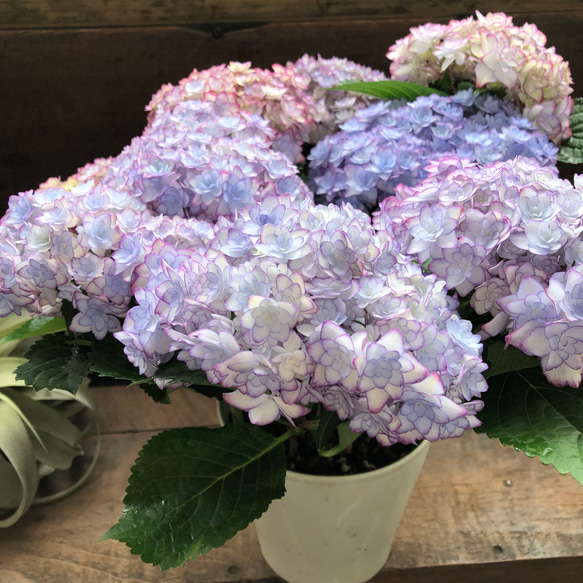 ルナブルー♡ひなまつり♡可愛い装飾花♡紫陽花♡アジサイ 13枚目の画像