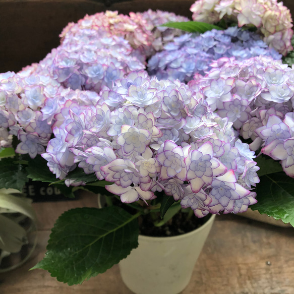 ルナブルー♡ひなまつり♡可愛い装飾花♡紫陽花♡アジサイ 18枚目の画像