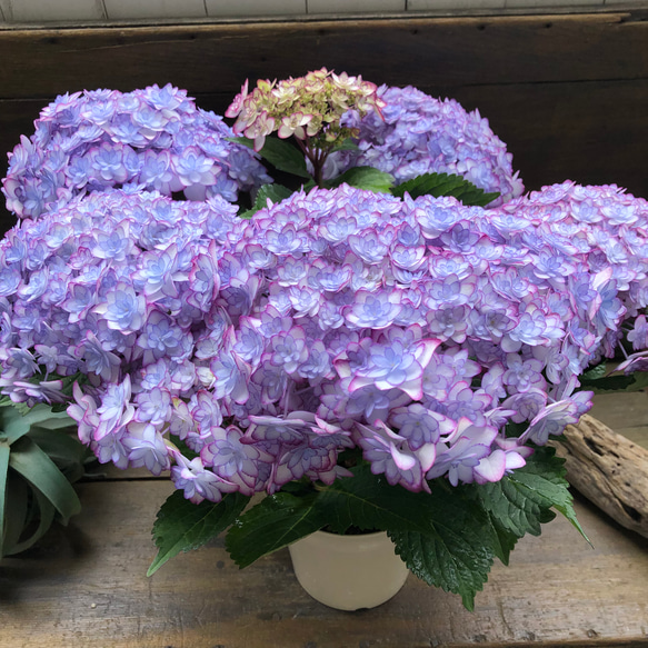 ルナブルー♡ひなまつり♡可愛い装飾花♡紫陽花♡アジサイ 20枚目の画像