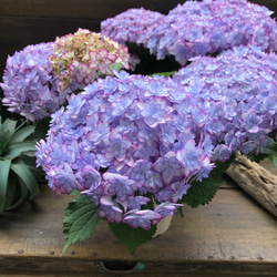 ルナブルー♡ひなまつり♡可愛い装飾花♡紫陽花♡アジサイ 4枚目の画像