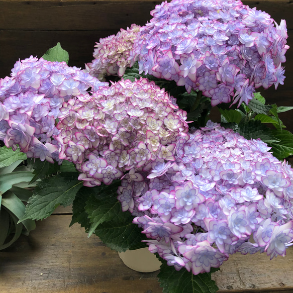 ルナブルー♡ひなまつり♡可愛い装飾花♡紫陽花♡アジサイ 11枚目の画像