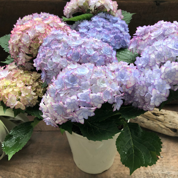 ルナブルー♡ひなまつり♡可愛い装飾花♡紫陽花♡アジサイ 15枚目の画像