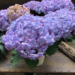 ルナブルー♡ひなまつり♡可愛い装飾花♡紫陽花♡アジサイ 1枚目の画像