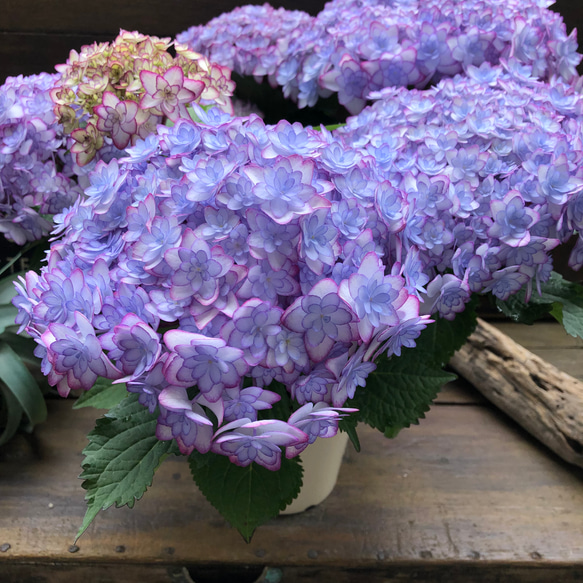 ルナブルー♡ひなまつり♡可愛い装飾花♡紫陽花♡アジサイ アート