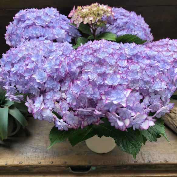 ルナブルー♡ひなまつり♡可愛い装飾花♡紫陽花♡アジサイ 12枚目の画像