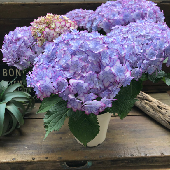 ルナブルー♡ひなまつり♡可愛い装飾花♡紫陽花♡アジサイ 6枚目の画像