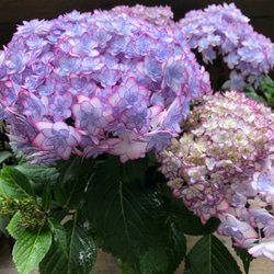 ルナブルー♡ひなまつり♡可愛い装飾花♡紫陽花♡アジサイ 10枚目の画像