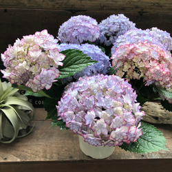 ルナブルー♡ひなまつり♡可愛い装飾花♡紫陽花♡アジサイ 3枚目の画像