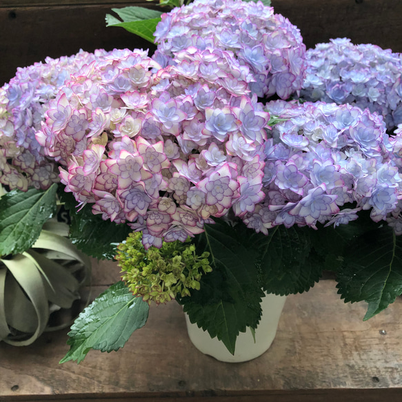 ルナブルー♡ひなまつり♡可愛い装飾花♡紫陽花♡アジサイ 9枚目の画像